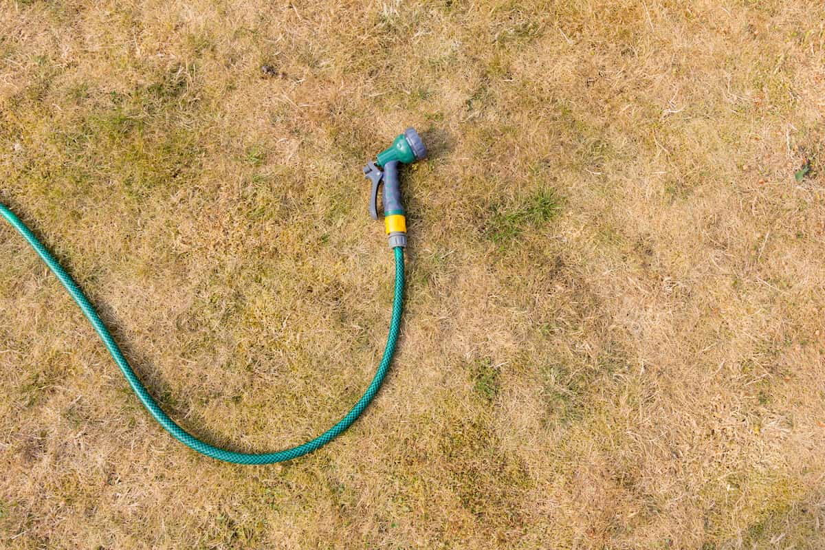 watering yard to make dead grass green