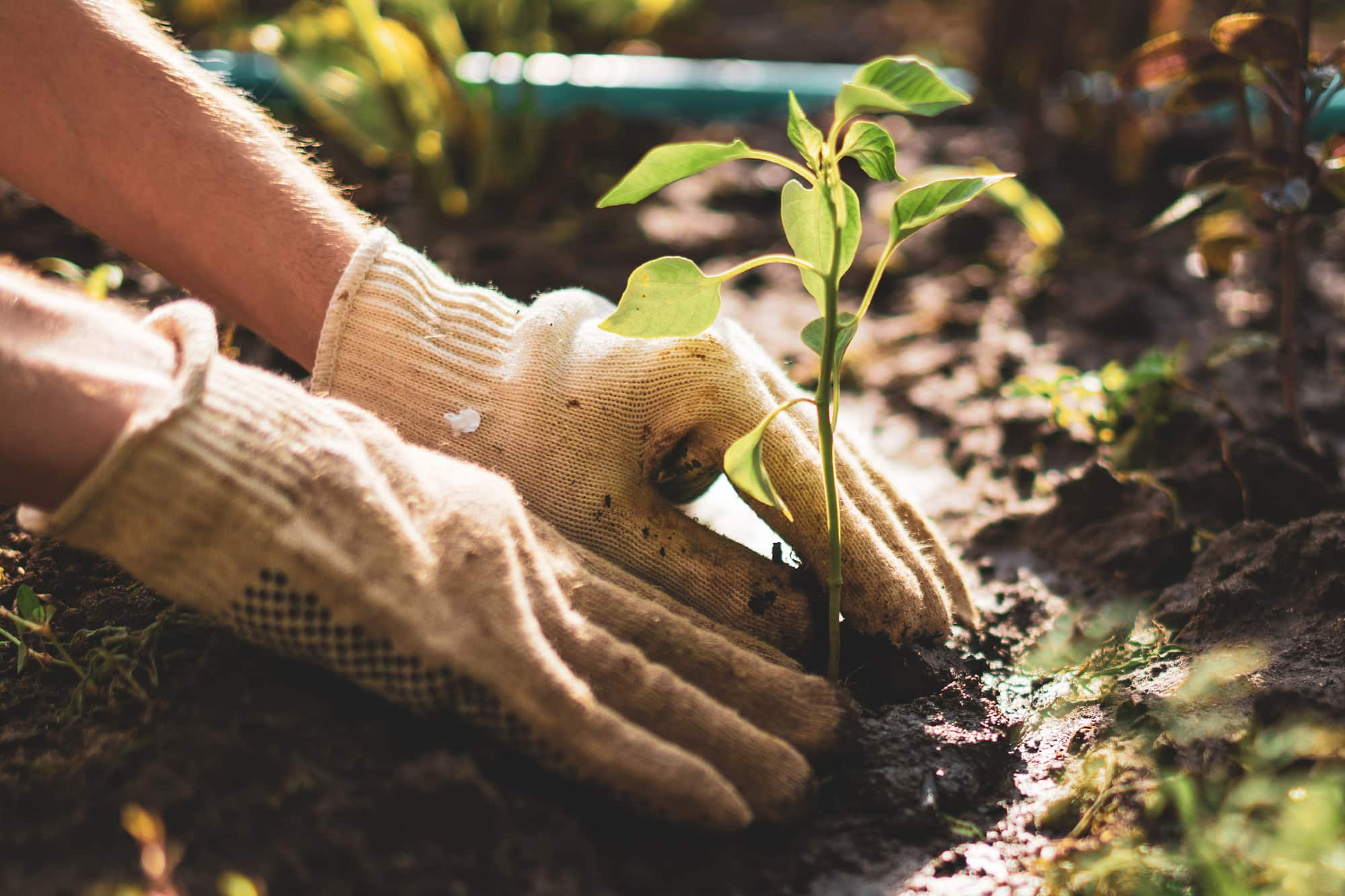 lawn care gardening professional