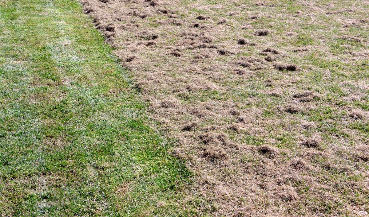 Grass after aeration