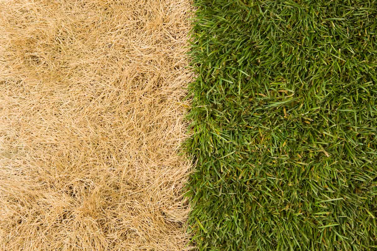 How to revive dead grass | Lawn Care Guide by Lawn Love