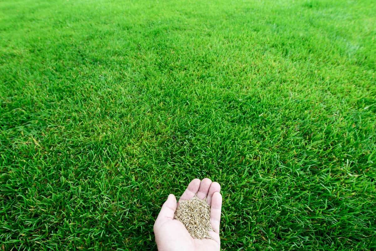 How to get grass to grow Lawn Care Guide by Lawn Love