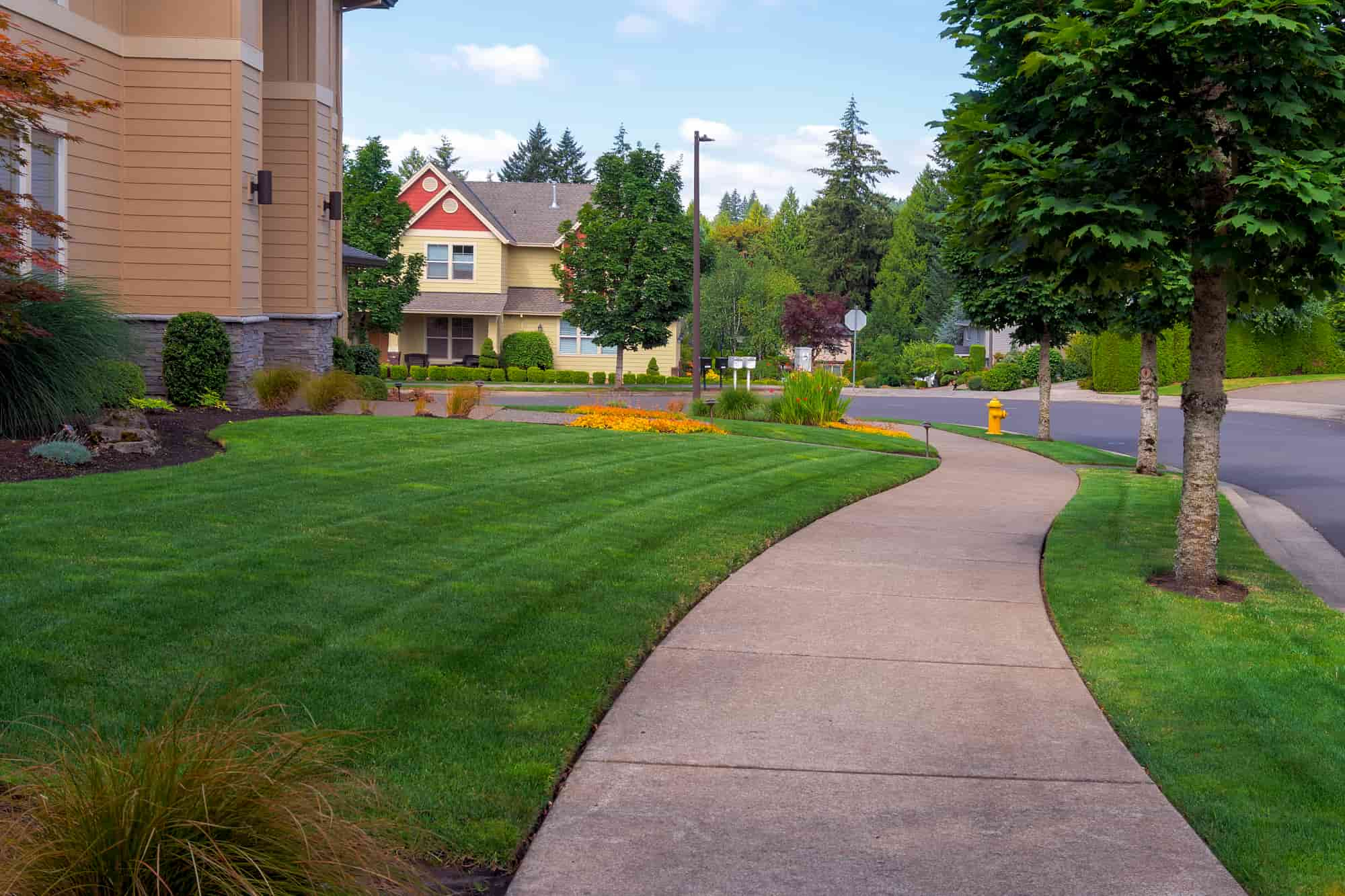 front yard and curb after edging