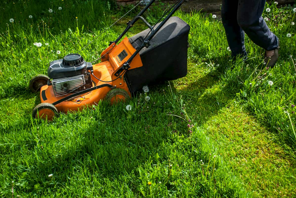 Man mowing grass on farm