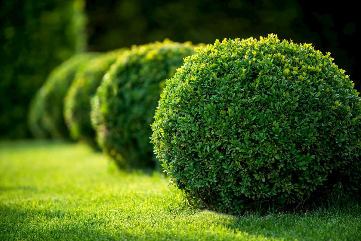 how to make bushes round