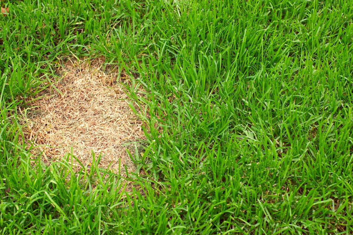 How To Revive Dead Grass Lawn Care Guide By Lawn Love