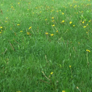 Bluegrass