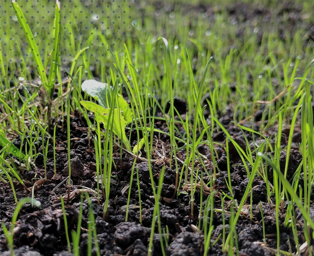 How do I plant my grass?