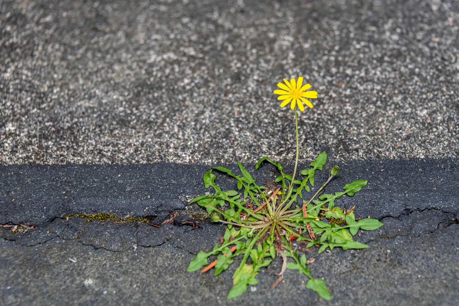 Weed sprouting