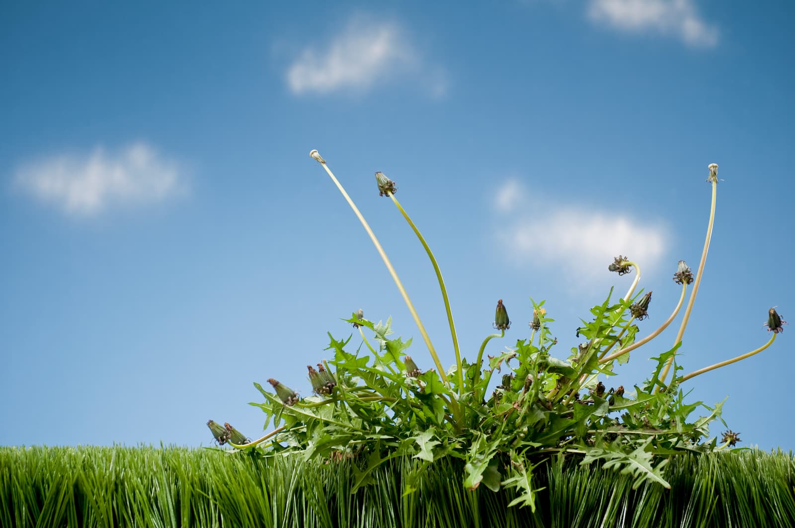 How To Make Homemade Weed Killer Lawn Care Guide By Lawn Love