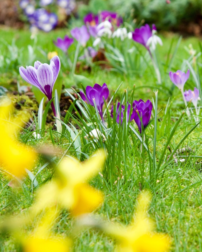 When Should You Mow Your Lawn in Spring?