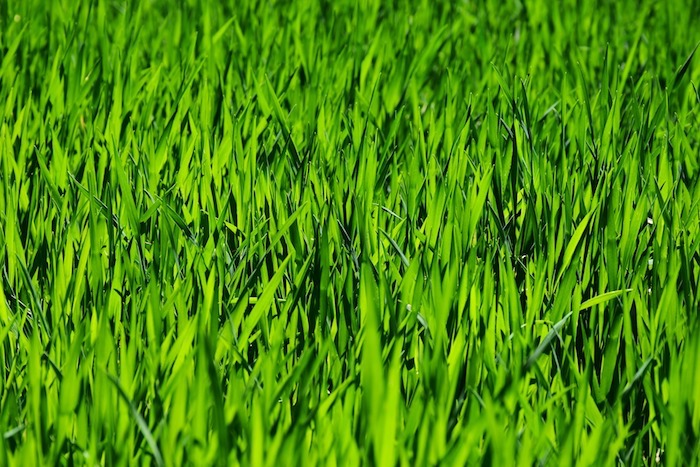 How Long Does it Take Grass to Grow?