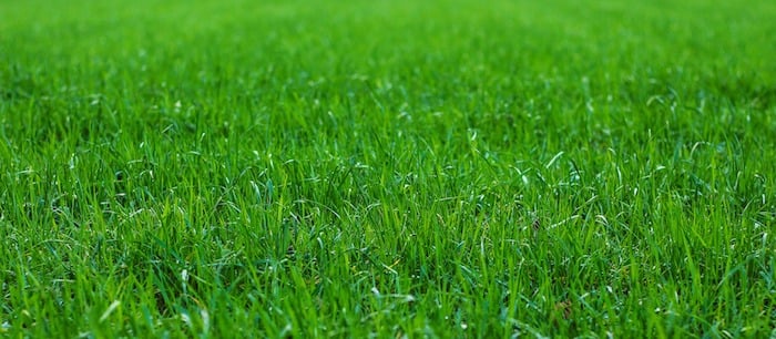 How to Get Green Grass in Spring