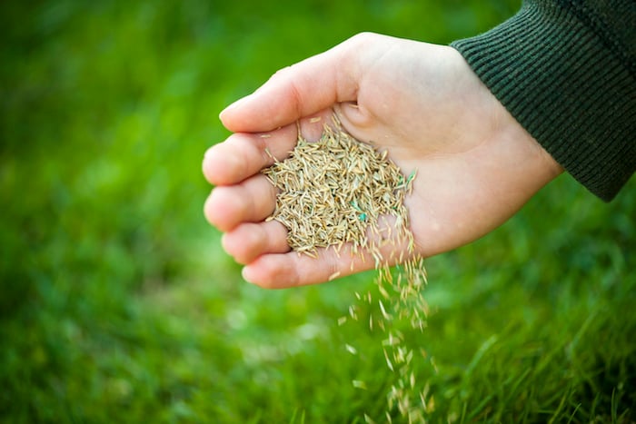 Where Does Grass Seed Come From?
