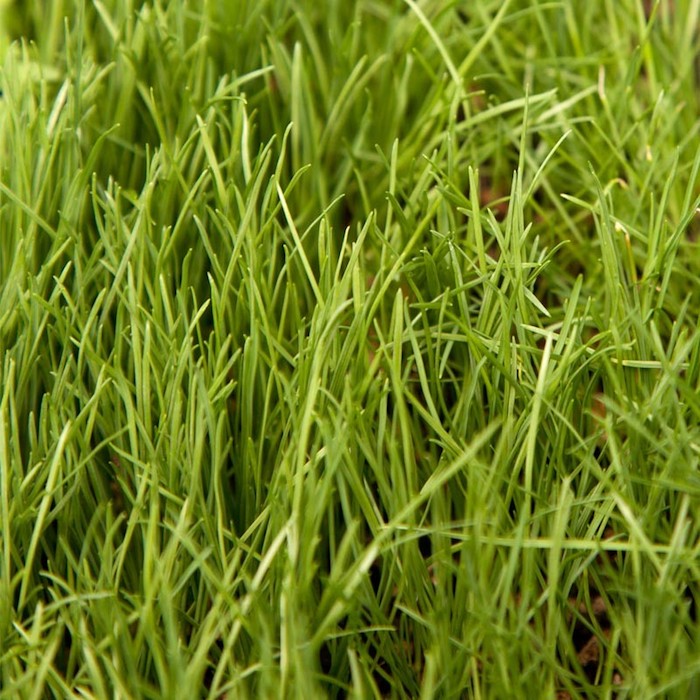 blade of grass texture