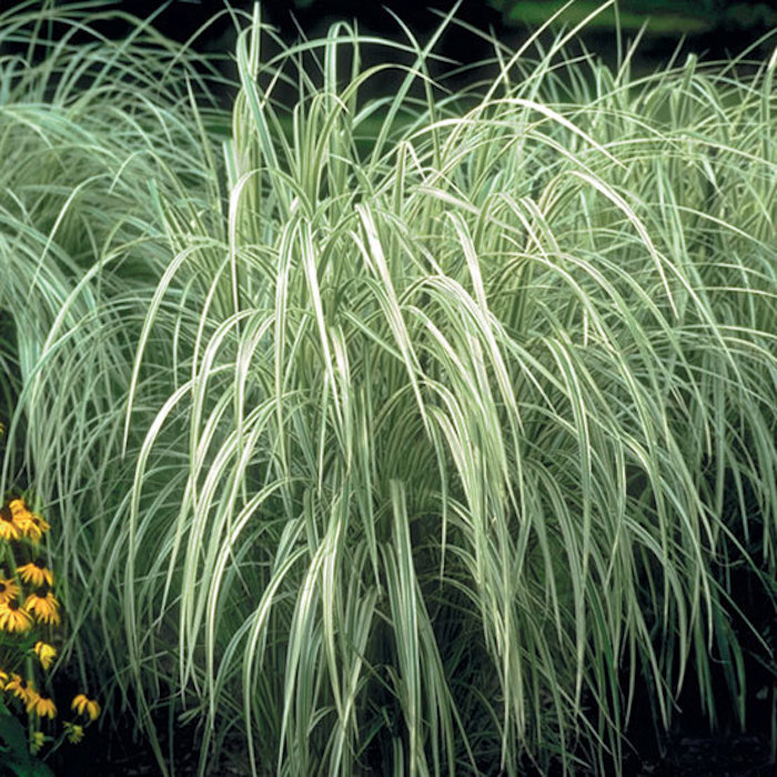 types of tall grasses