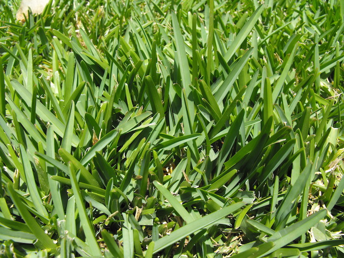 single blade of grass