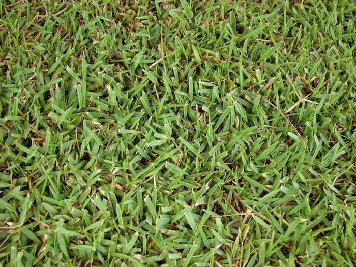 Different Types of Grass