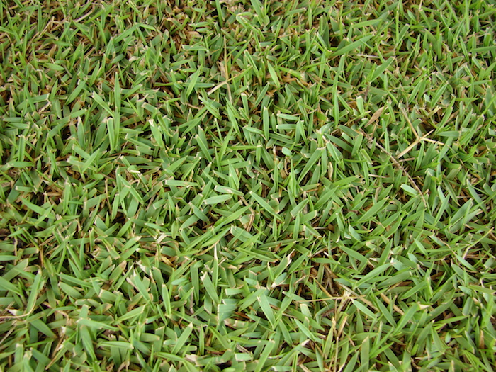 single blade of grass