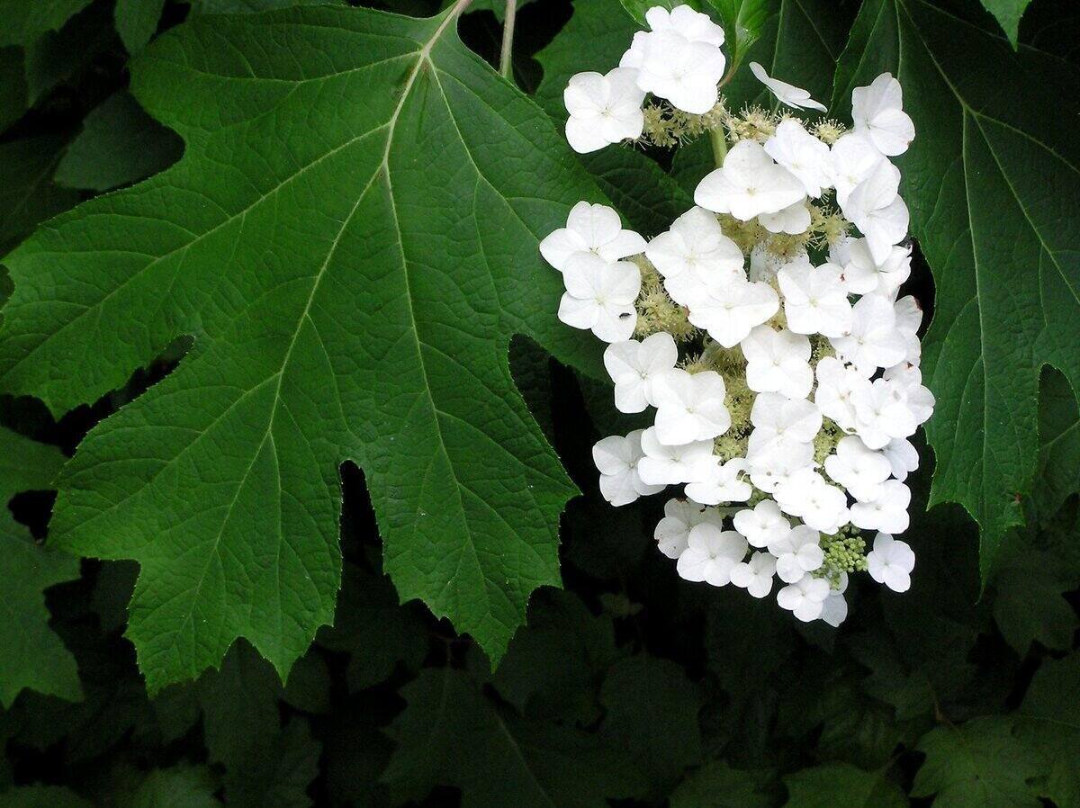 Close-up of an oakleaf hydrangea leaf and white flowers