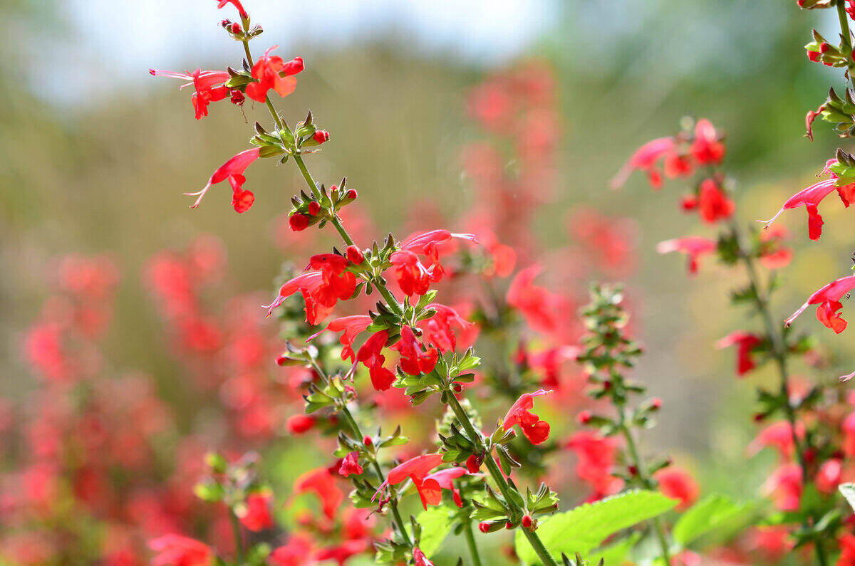 best-flowers-for-full-sun-in-north-texas