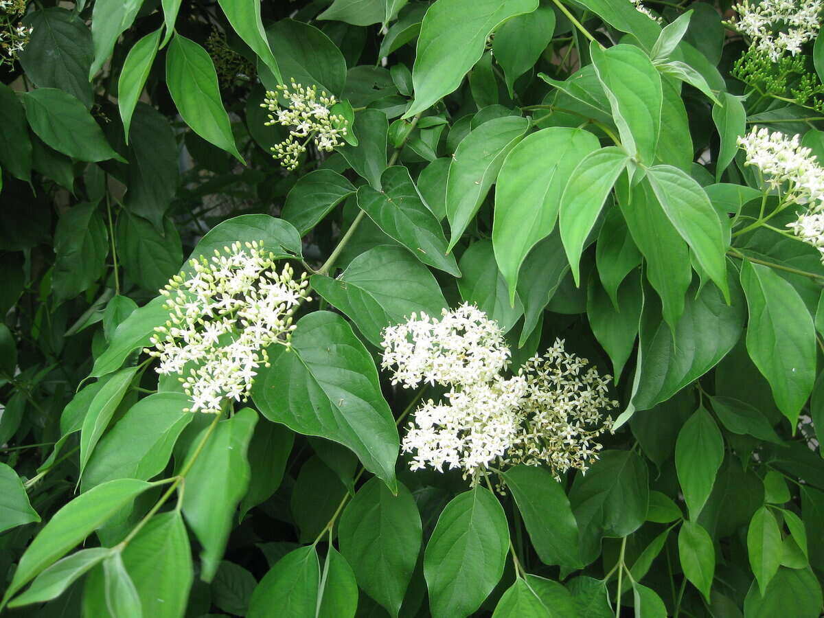 Gray dogwood white flower bunches surrounded by green leaves