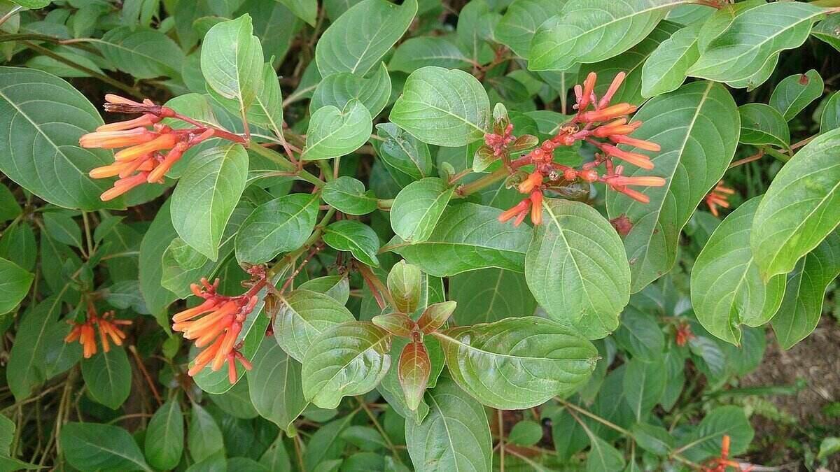 Close-up of bright red and orange blooms from a firebush plant