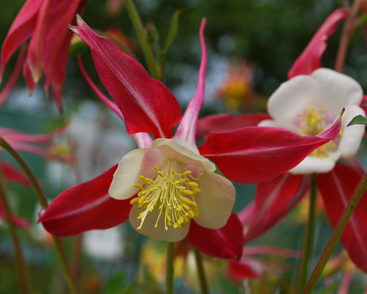 close-up of a bright red and yellow columbine flower