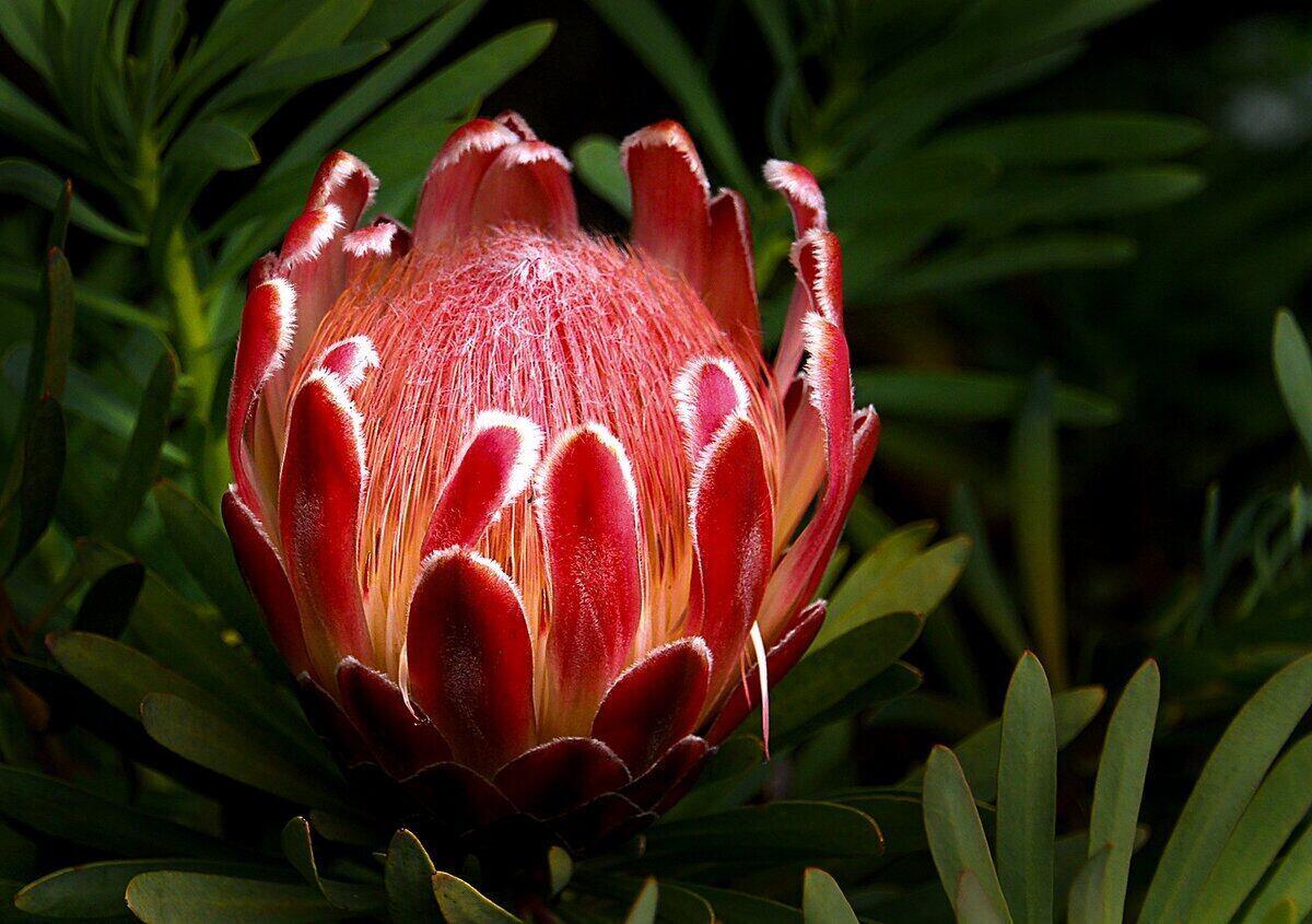 Close up of a vibrant pink bloom from a protea