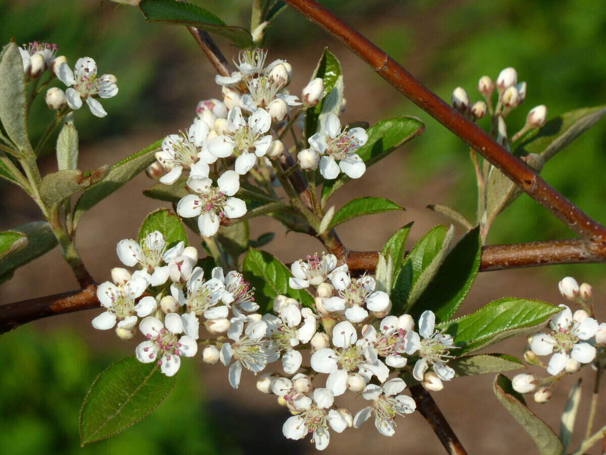 Small White Flowers Growing In Forest. Wildflowers In Summer