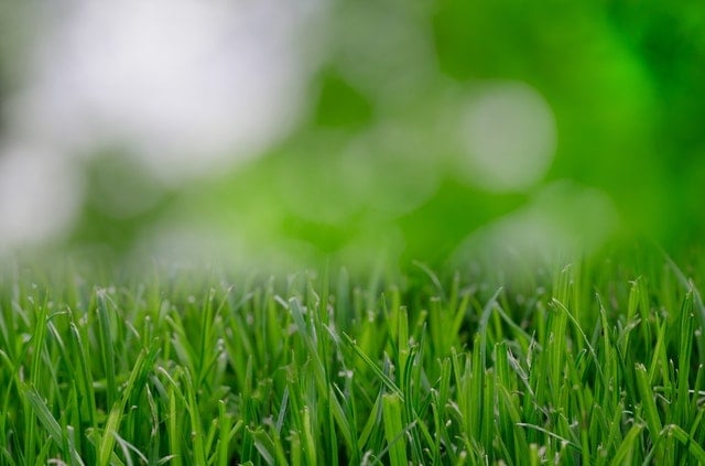 Everything You Need to Know About Watering a Newly Seeded Lawn