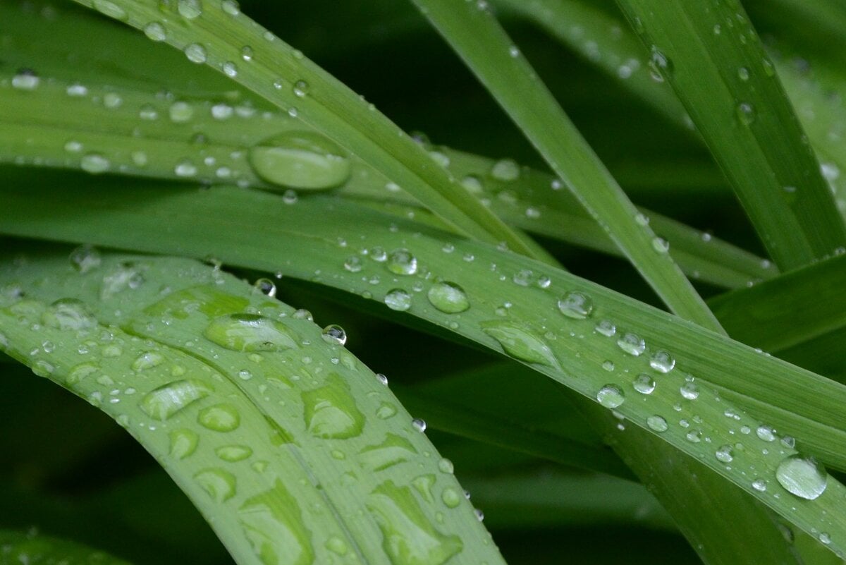 Close-up of water droplets on various blades of plant greenery