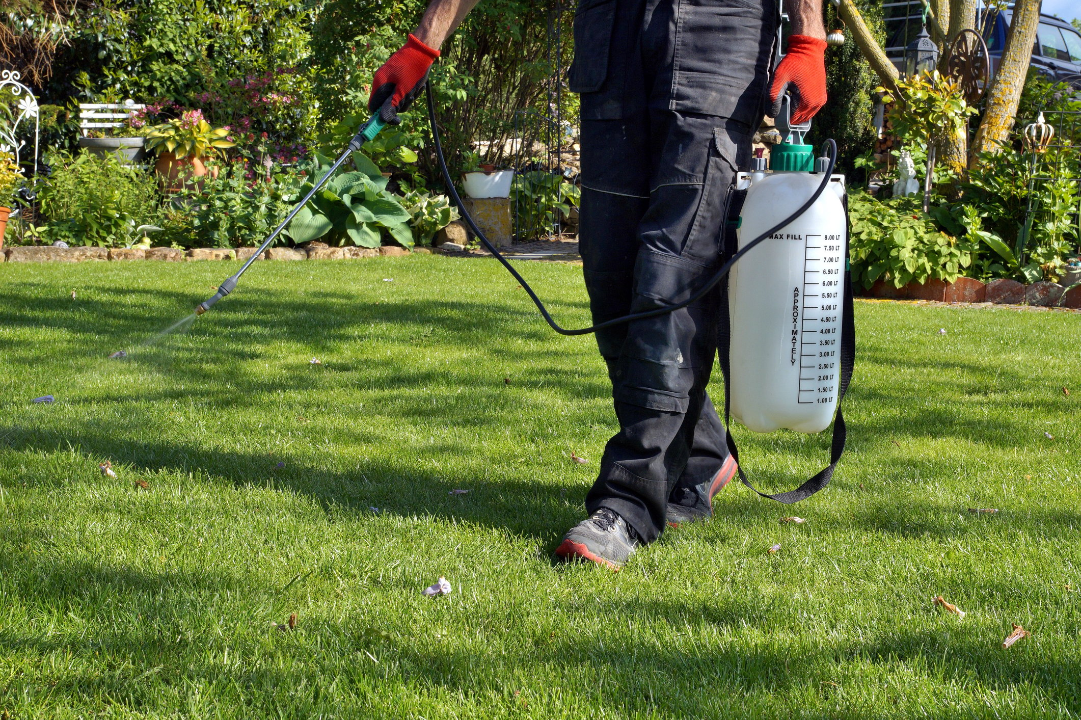 How to get rid of weeds in grass