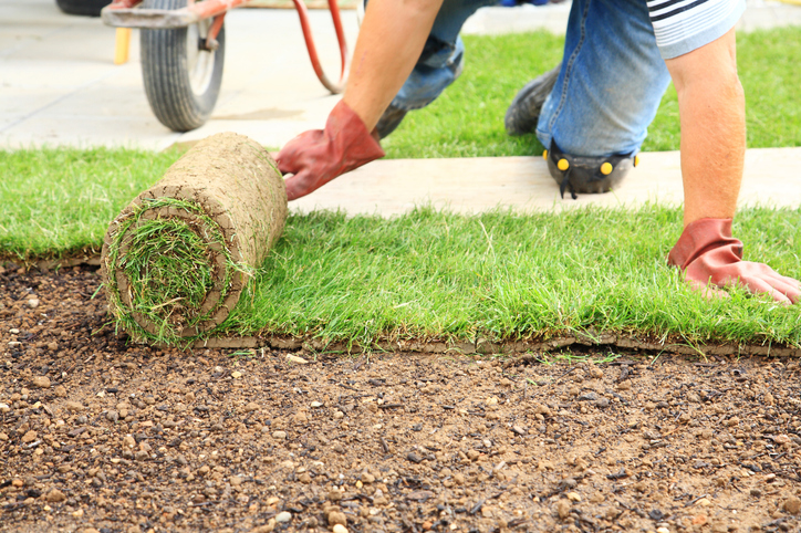 Laying sod | Lawn Love