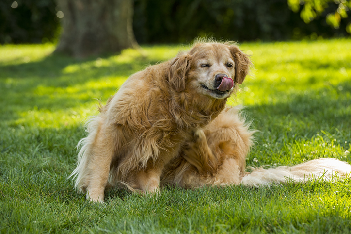 how do i stop my dog from eating grass