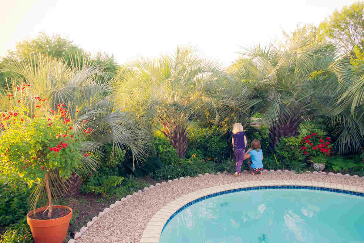 texas desert plants for landscaping