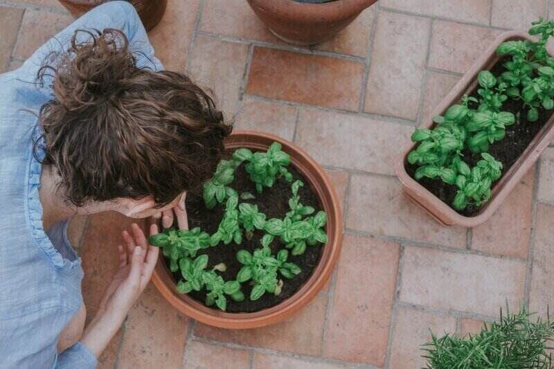 overhead shot of a woman planting basil into outdoor potted containers