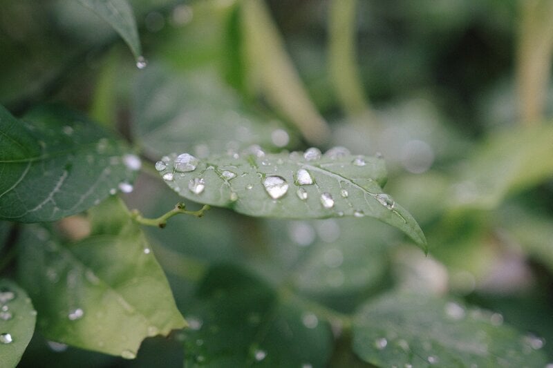 close-up of a plant with water droplets on the leaves