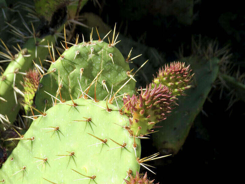 close-up of a prickly pear cactus succulent with a couple new offshoots growing on it