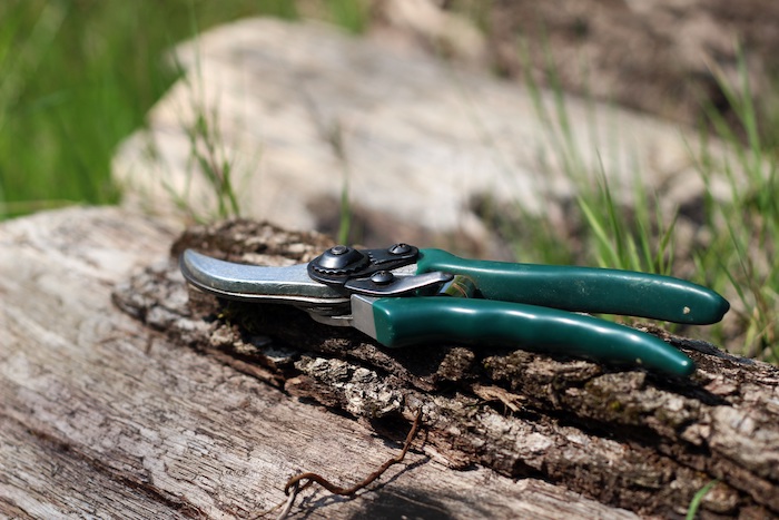 Crepe Myrtle Pruning - Lawn Love